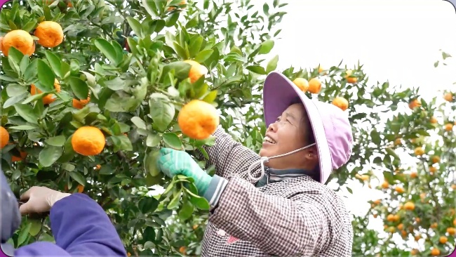 江西峡江:应对寒潮 抢收蜜橘