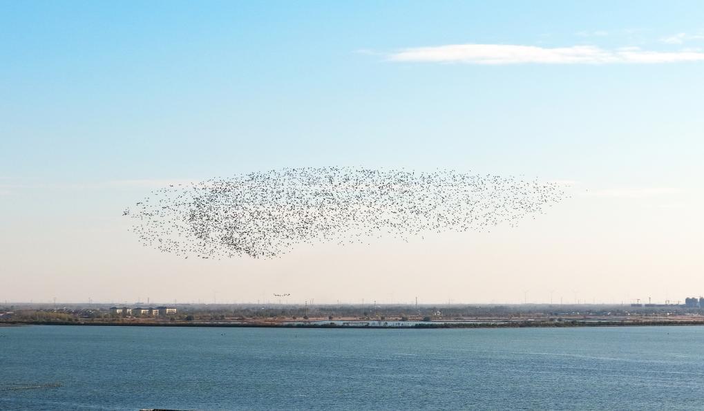 河北衡水湖：秋去冬来“鸟浪”起