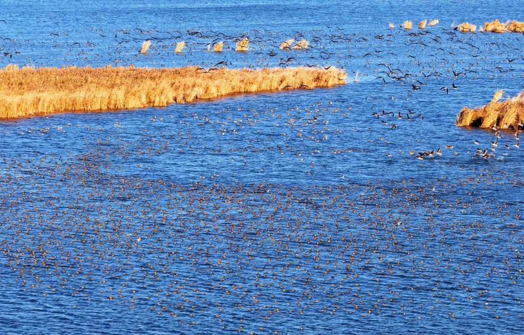 河北衡水湖：秋去冬来“鸟浪”起