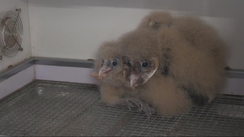 江西铅山:猴面鹰获救放飞 守护生态家园