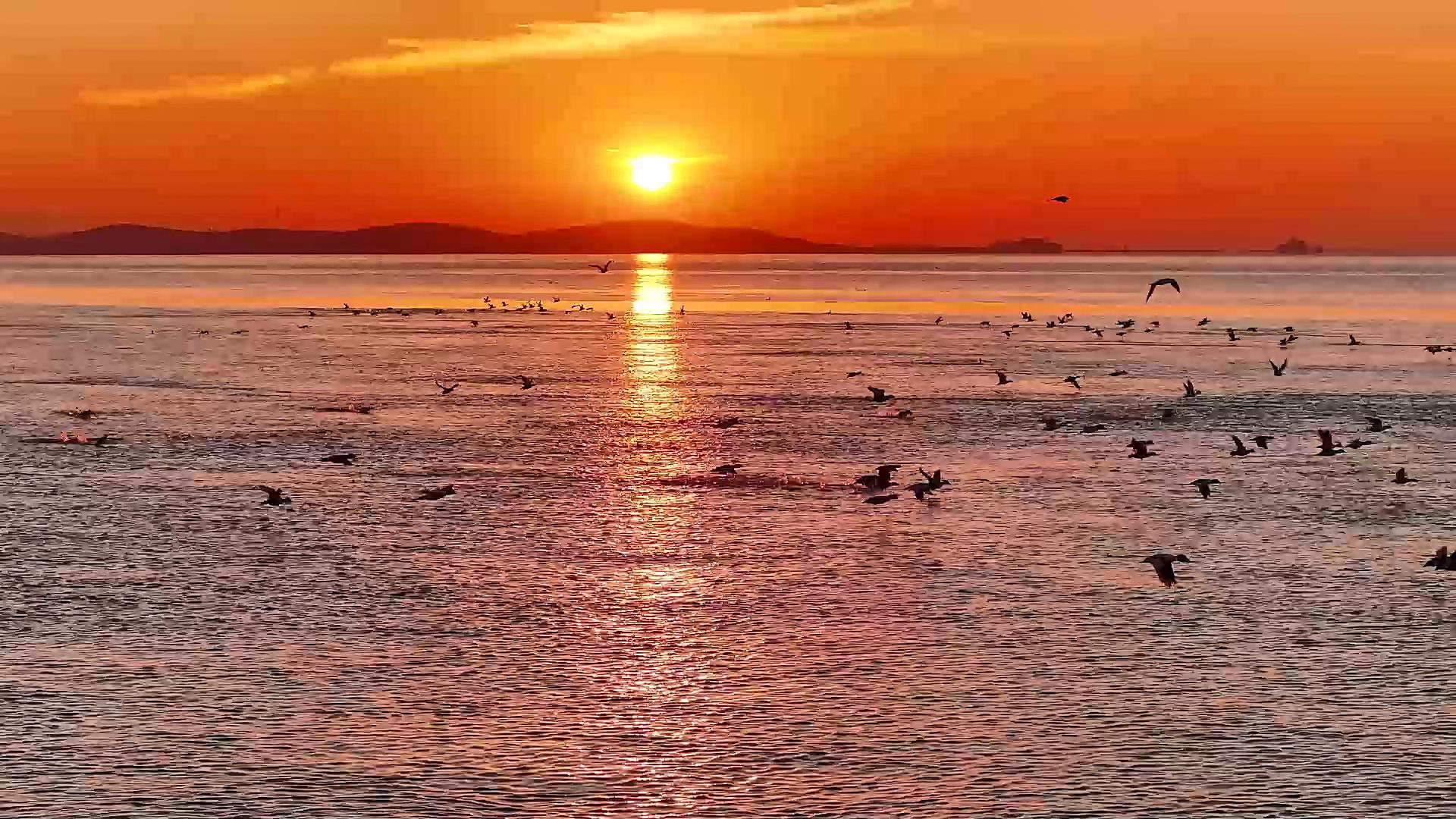 天气转冷 山东多地迎来候鸟迁徙高峰