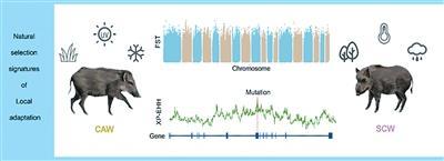 破解野猪百万年西迁的密码（科技瞭望）