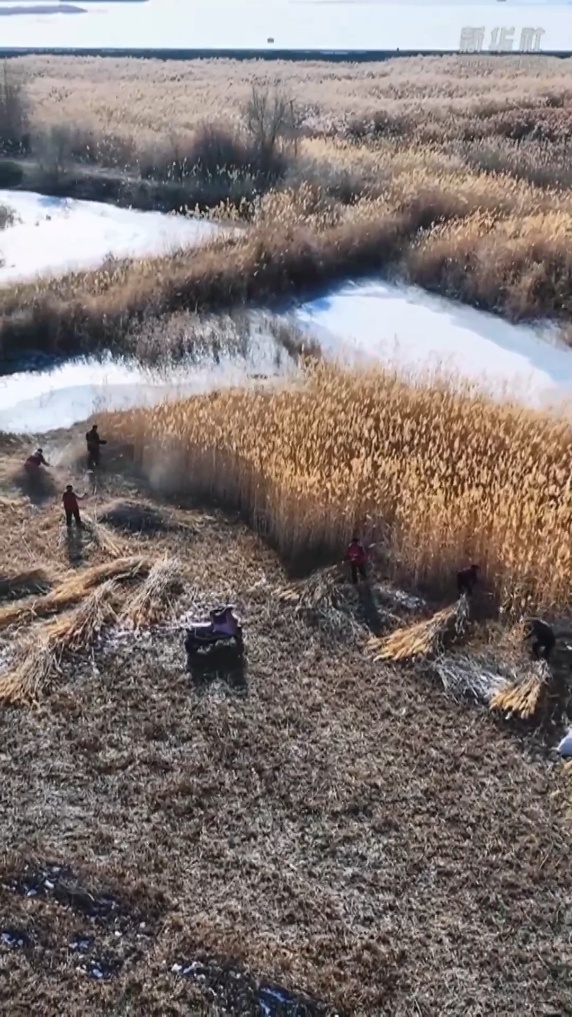 塔克拉玛干的“治沙宝贝”：一束芦苇的力量