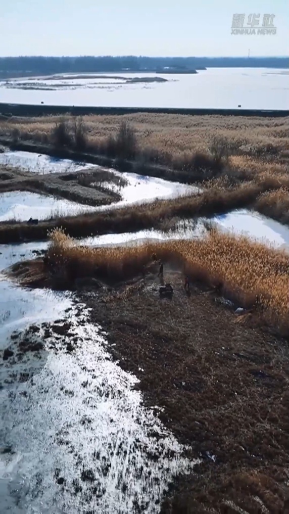 塔克拉玛干的“治沙宝贝”：一束芦苇的力量