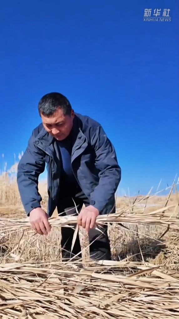 塔克拉玛干的“治沙宝贝”：一束芦苇的力量