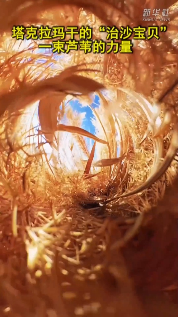 塔克拉玛干的“治沙宝贝”：一束芦苇的力量