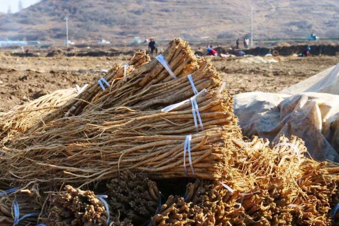甘肃岷县:良种育良药 药香兆丰年