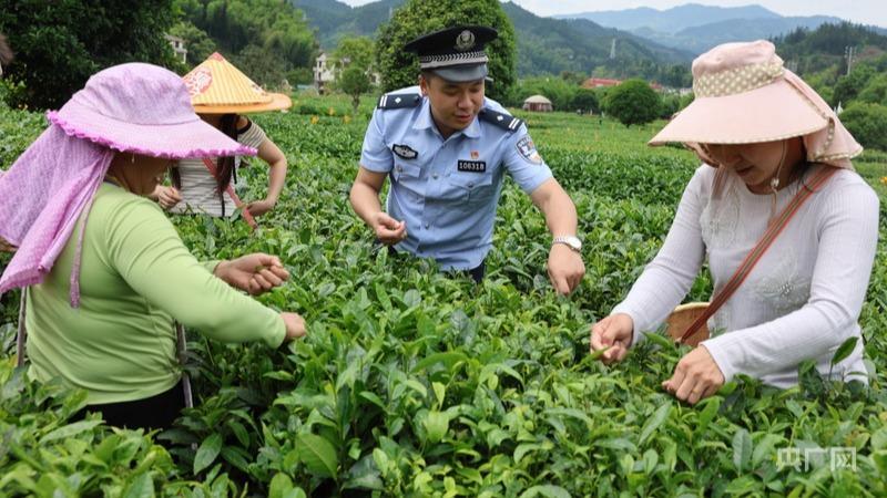 江西遂川:茶园里的“安全课” 护航“茶经济”